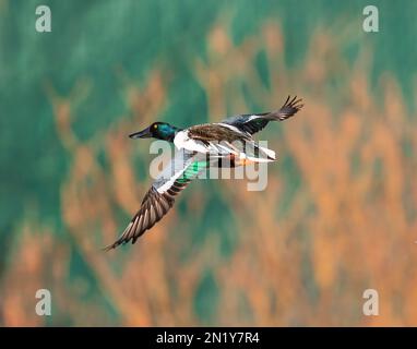 A Northern Shoveler duck with beautiful wing feathers pivoting in flight. Stock Photo