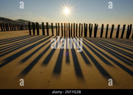 Wooden poles for the culture of the mussels of bouchot on the beach of Wissant Stock Photo