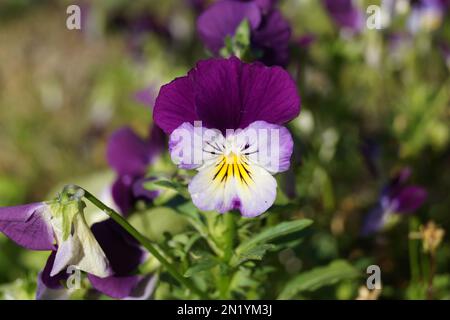 colourful blossom of the horned violet Stock Photo
