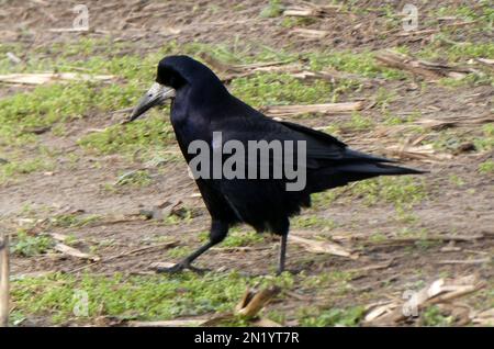 A rook (Corvus frugilegus) walking away. This bird is a member of the family Corvidae. Rooks are mainly resident birds. Location: Hardenberg, the Neth Stock Photo