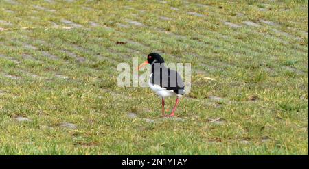 An Eurasian oystercatcher (Haematopus ostralegus)  searching for food in the grass. Location: Hardenberg, the Netherlands Stock Photo