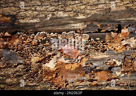 Bracket fungus on a rotting log, Taken January 2023. Winter Stock Photo