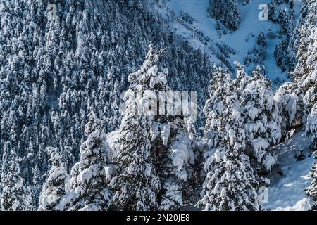 Snowy trees. Winter landscape of snow covered spruce trees and snowy forest on a winter day. Winter landscape, wintertime, fairytale scenery, calmness Stock Photo