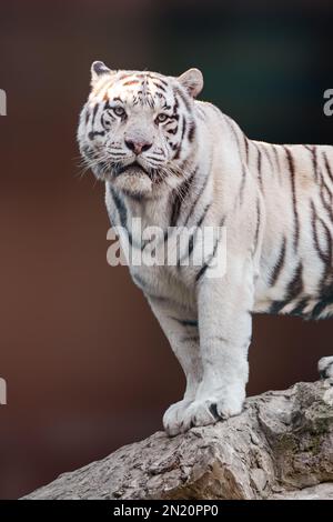Tiger Pose Handsome Look Zoo Stock Photo 521159335 | Shutterstock
