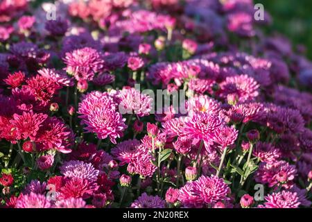 Pink chrysanths flowers blooming close-up in contrast sunlight. Chrysanthemums sunny autumn flowerbed with blur Stock Photo
