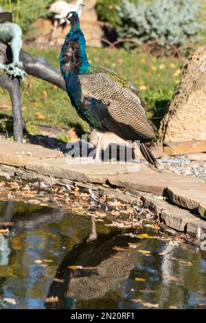 Blue peafowl, Indian peafowl (Pavo cristatus) with colorful feathers standing gracefully near pond with reflection on water Stock Photo