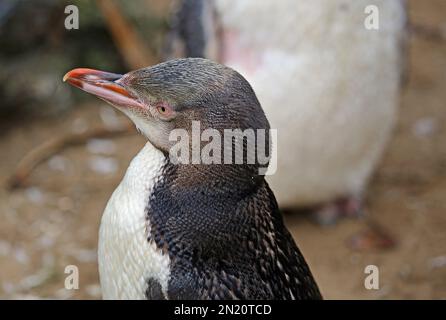 Penguin in left profile - New Zealand Stock Photo