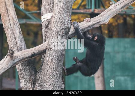 Chimpanzee child playing, hanging on tree trunks in zoo aviary with autumn trees blurred background Stock Photo