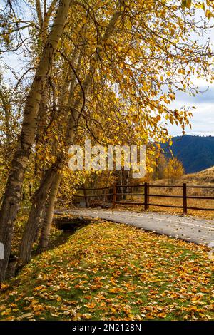 Bright yellow leaves of cottonwood trees fallen on grass and a bike path in Sun Valley, Idaho, USA, on an autumn day. Stock Photo