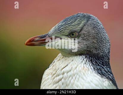 Penguin in left profile - New Zealand Stock Photo