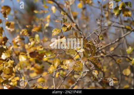 Yellow leaves against a blue sky from the populus alba tree in the winter in Spain Stock Photo