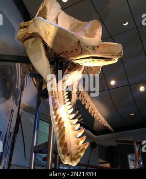 Sperm whale teeth, scrimshaw, Nantucket Whaling Museum, Nantucket ...