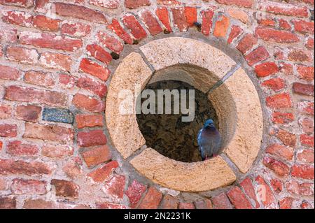 Pigeon guarding old fortress in Belgrade, Hungary. He has a window on the park. Stock Photo