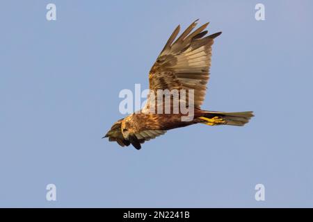 Marsh Harrier (Circus aeruginosus), side view of an immature male in flight, Campania, Italy Stock Photo