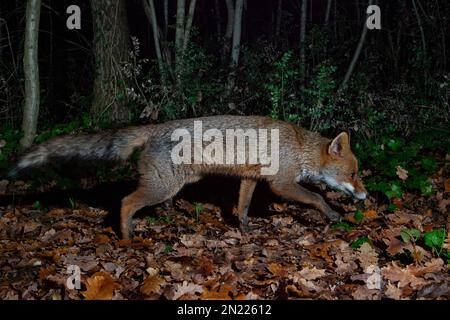 Red Fox (Vulpes vulpes crucigera), side view of an adult waking in a wood, Campania, Italy Stock Photo