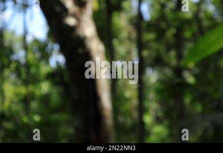 An oriental spiny orb weaver spider (Gasteracantha Geminata) in the spider web Stock Photo