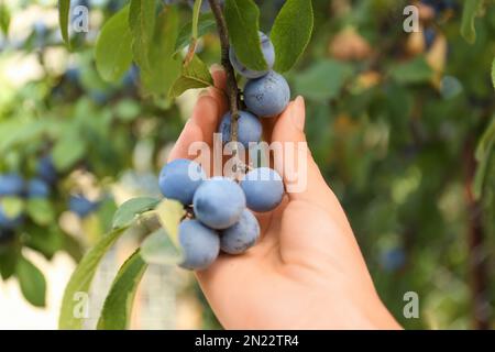 Woman picking sloe berries off bush outdoors, closeup Stock Photo