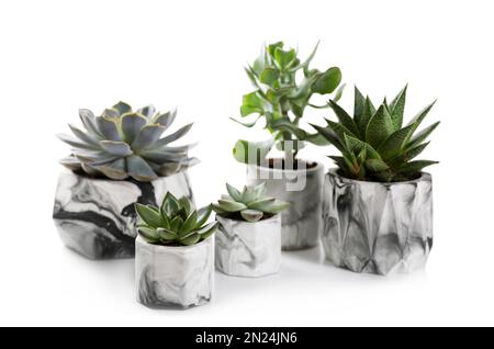 Beautiful succulents on white table. Interior decoration Stock Photo