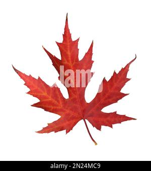 Dry leaf of Japanese maple tree isolated on white. Autumn season Stock ...