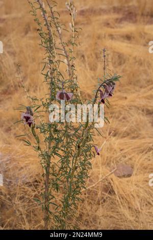 Winged-seed sesame, Sesamum alatum, Pedaliaceae, Namib Desert, Namibia, Africa Stock Photo
