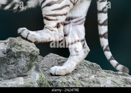 Back paws legs and tail of a white tiger with black stripes on fur standing on rock with dark blurred background Stock Photo