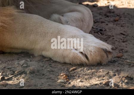 Lion two front legs, paws close-up, laying on sand ground with shadows from sun Stock Photo