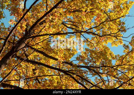 Autumn oak tree branches look up with colorful leaves on blue sky ...