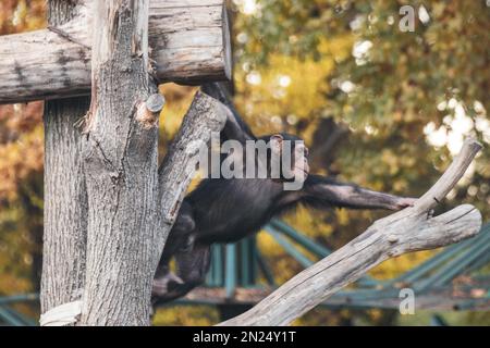 Chimpanzee child playing, swinging on tree trunks in zoo aviary with autumn trees blurred background Stock Photo