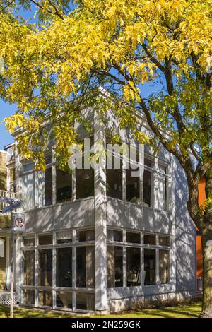 Grey modern 2 apartment unit building renovated from an old home framed by Gleditsia triacanthos 'Skyline' - Honeylocust tree in autumn. Stock Photo