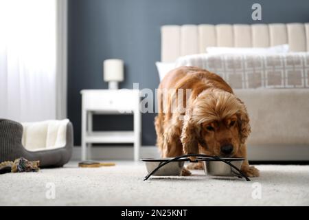Cute English Cocker Spaniel near feeding bowl. Pet friendly hotel Stock Photo
