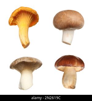 Set of different fresh mushrooms on white background Stock Photo