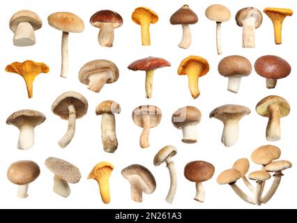 Set of different fresh mushrooms on white background Stock Photo