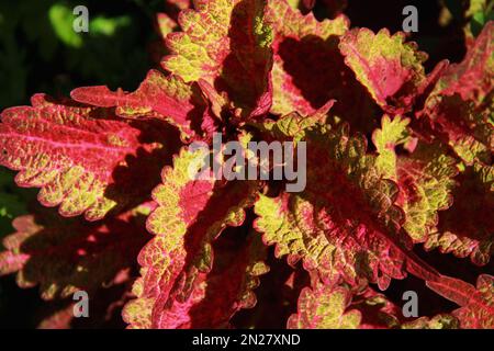 Close-up of Coleus Blumei leaves Stock Photo