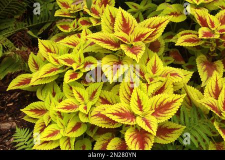 Close-up of Coleus Blumei leaves Stock Photo