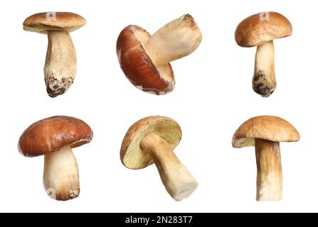 Set of fresh slippery jack mushrooms on white background Stock Photo