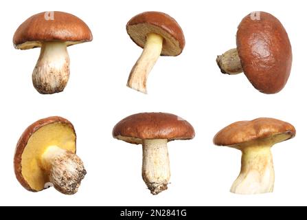 Set of fresh slippery jack mushrooms on white background Stock Photo