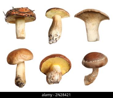 Set of different fresh mushrooms on white background Stock Photo