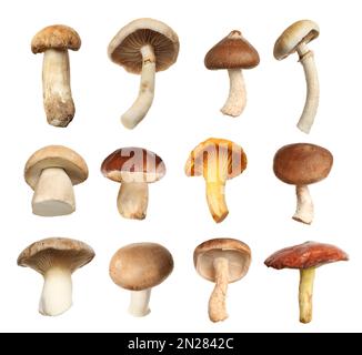 Set of different fresh mushrooms on white background Stock Photo