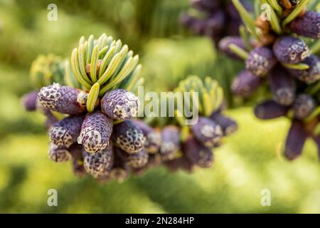 Tiny Pine Cones on Fresh Pine Branches in Sequoia National Park Stock Photo