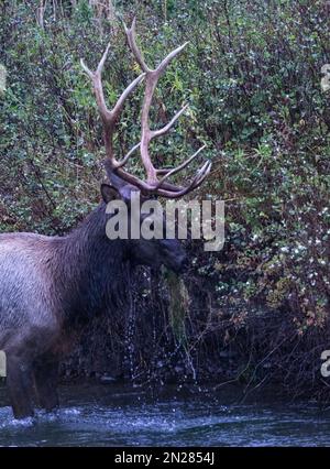 Bull elk in rain pulls up river bottom grasses to feed at Bison Range, nature reserve on Flathead Indian Reservation, Montana, USA Stock Photo