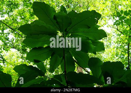 North Carolina, USA. Magnolia tripetala (Umbrella tree) leaves seen from below. Stock Photo