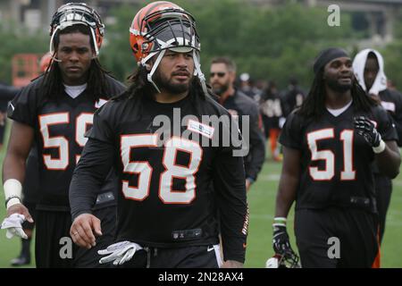 Cincinnati Bengals linebacker Rey Maualuga in action during practice at NFL  football training camp, Wednesday, Aug. 10, 2011 in Georgetown, Ky. (AP  Photo/Al Behrman Stock Photo - Alamy