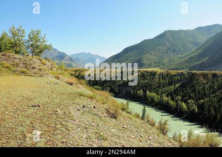 High and steep banks of a beautiful turquoise river flowing in a deep mountain canyon on a summer evening. Katun river, Altai, Siberia, Russia. Stock Photo