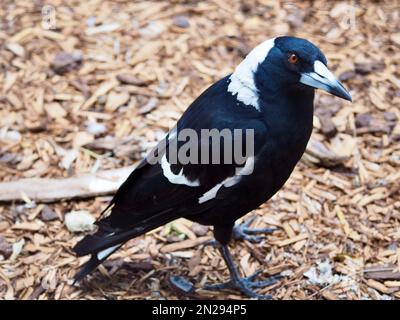 Refined elegant male Australian Magpie with stylish black and white plumage. Stock Photo