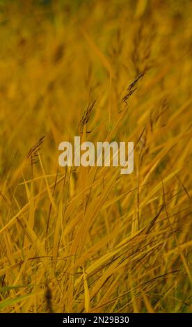 Full frame shot of wheat field during autumn Stock Photo