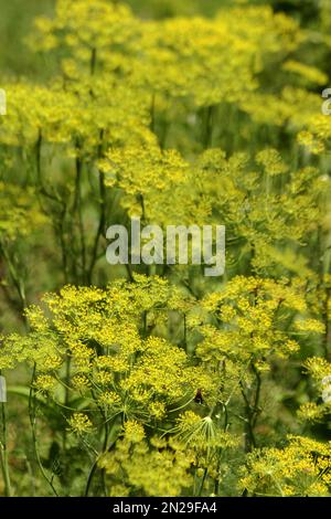 Close up of dill inflorescence Stock Photo