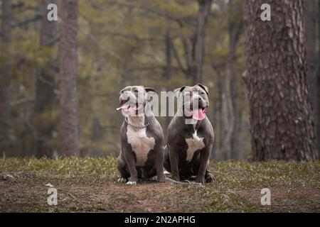 A selective of American bully dogs in a park Stock Photo