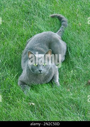A Russian blue cat laying on the green grass Stock Photo
