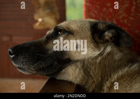 Dog without home. Pet rests. Animal lies on litter. Old dog. Stock Photo