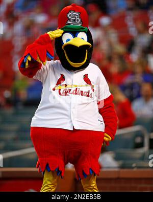 Logos and uniforms of the St. Louis Cardinals Fredbird Baseball